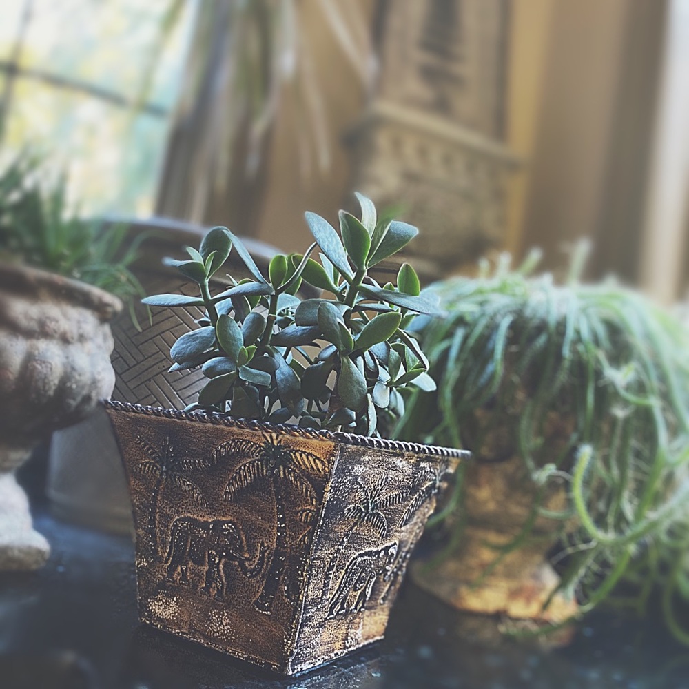 Handmade Rustic Elephant Motif Planter | Aged Patina Leather Lined Base HP🌵